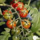 Plant de tomate 'Sweet Million' F1 : pot de 0,5 litre